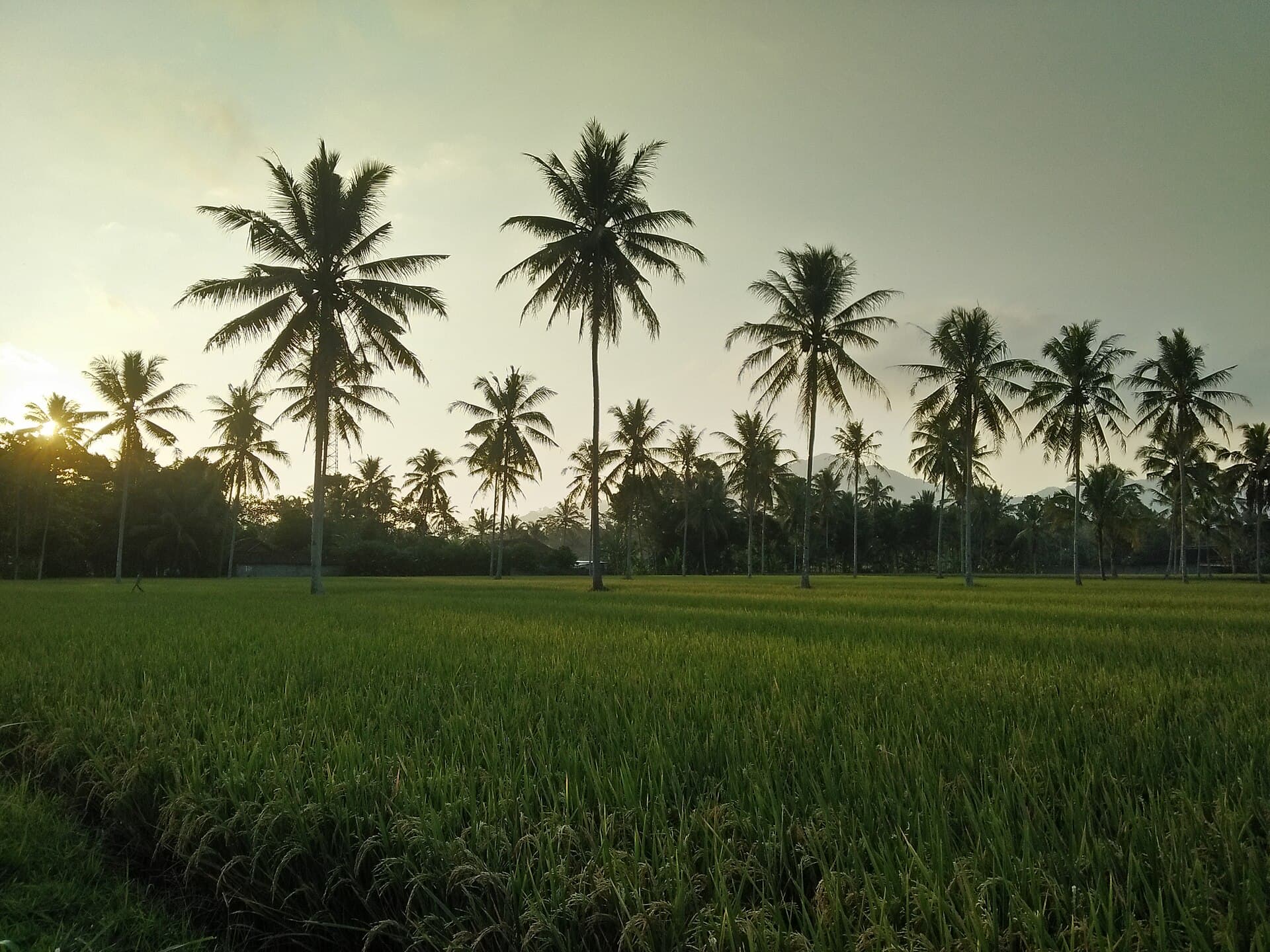 Sawah padi menguning dengan deretan pohon kelapa